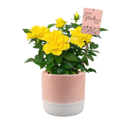 Mini Rose 4 Inch - Each - Image 1