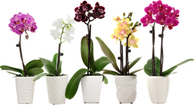 2.5 Inch Mini Orchid In Ceramic - Each - Image 1