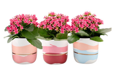 Gloss Kalanchoe 4 Inch - Each - Image 1