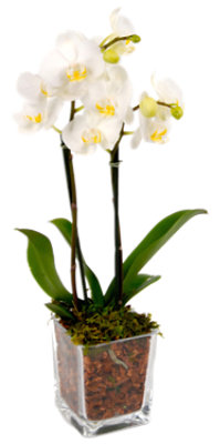 Phalaenopsis In Glass Cube 5 inch - Each - Image 1