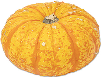 Jester Pumpkin - Each - Image 1
