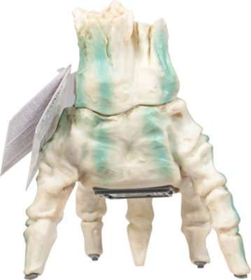 Signature Select Fen Annimated Bone Willoughby Roadd 7 Inch – Each - Image 4