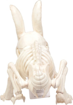 Crazy Bonez Bunny Bones - Each - Image 4