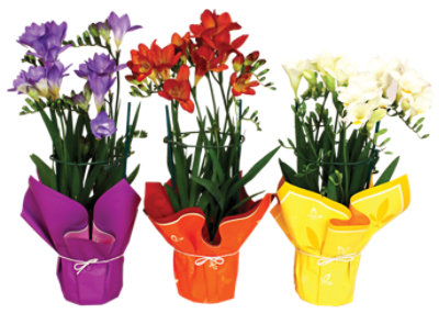 Freesia 6 Inch - Each - Image 1