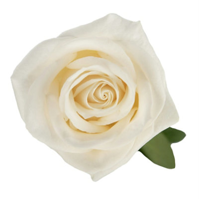 Free Shipping - White Roses 50 Stems Fresh Flowers Delivery - Image 3