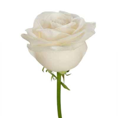 Free Shipping - White Roses 50 Stems Fresh Flowers Delivery - Image 4