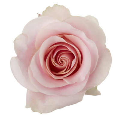 Free Shipping - Pink Roses 50 Stems Fresh Flowers Delivery - Image 3