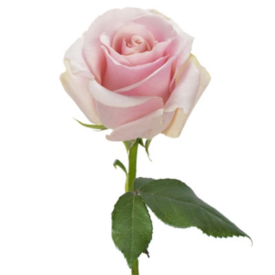 Free Shipping - Pink Roses 50 Stems Fresh Flowers Delivery - Image 4