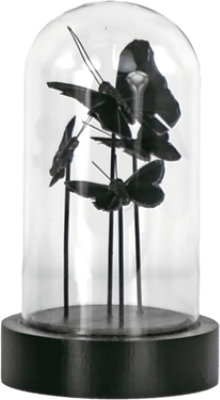 Overjoyed Boutique Moth Dome Decor Medium - Each - Image 1