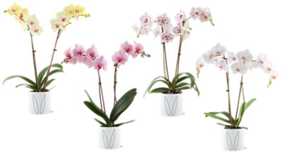 Bunny Ears Orchid - Each - Image 1