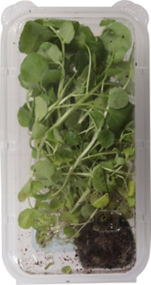 Local Bounti Living Watercress Organic - EA - Image 4