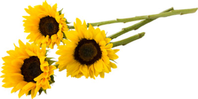 Sunflowers 3 Stem - Each - Image 1