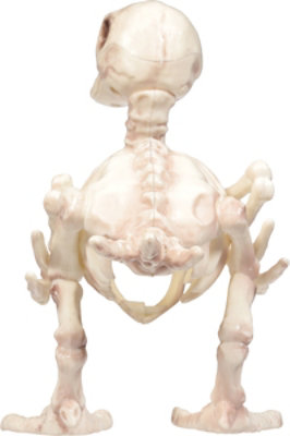 Seasons Skeleton Duck - Each - Image 4
