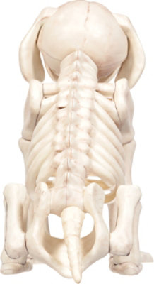 Crazy Bonez Happy Dog Skeleton - Each - Image 4
