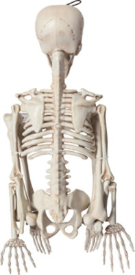 Sunstar Industries 35 Inch Skeleton - Each - Image 4