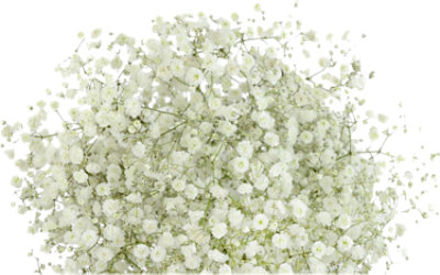 Gypsophilia Dry - Each - Image 1