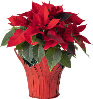 Red Poinsettia 6.5 Inch - Each - Image 1