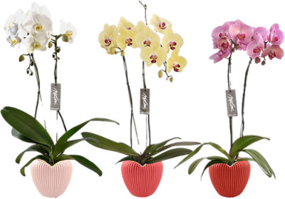 Valentine Orchid 5 Inch - Each - Image 1