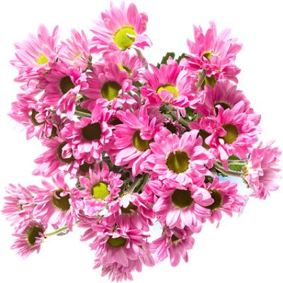 Pom Daisy Purple 8 Stem - Each - Image 1