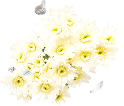 Pom Daisy White 8 Stem - Each - Image 1