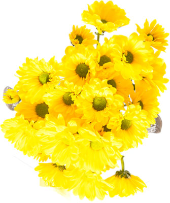 Pom Daisy Yellow 8 Stem - Each - Image 1
