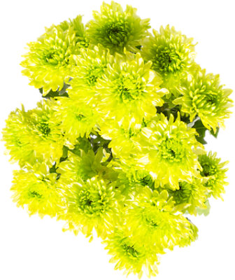 Pom Daisy Green 8 Stem - Each - Image 1