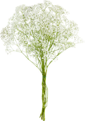 Babies Breath 7 Stem - Each - Image 1