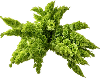 Bells Of Ireland 5 Stem - Each - Image 1