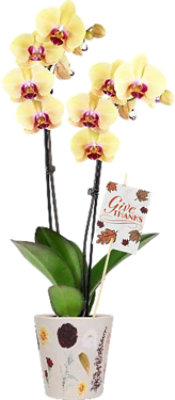 Orchid in Wildflower with Pot 5 Inch - Each - Image 1