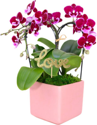 Galentine's Orchid 6 Inch - Each - Image 1