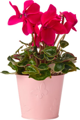 Overjoyed Boutique Spring Inspired Blooming Plant - Each - Image 1