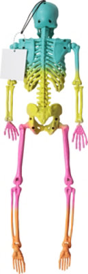 Fun World Summerween 16 Inch Skeleton - Each - Image 3