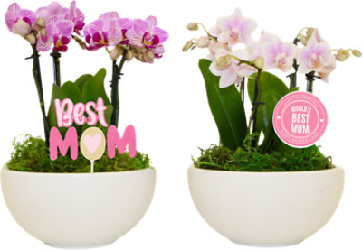 Espresso Garden In Ceramic 6 Inch- Each - Image 1