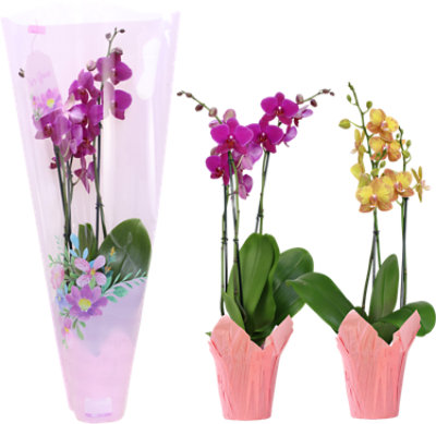 Orchid In Gift Bag 5 Inch - Each - Image 1