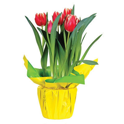 6" Potted Tulips