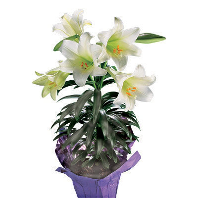 6" Potted Easter Lily