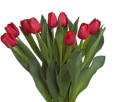 Tulips 9 Stem