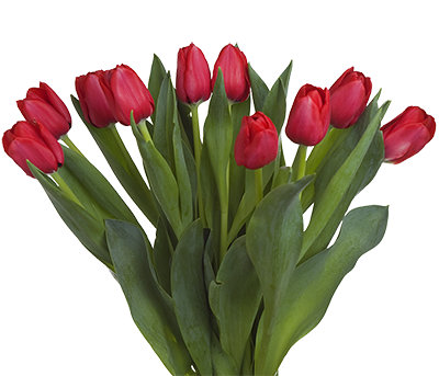Ten Stem Tulips