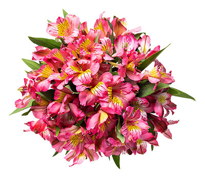 Alstroemeria 7 Stem