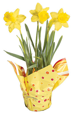 Daffodil 6 Inch
