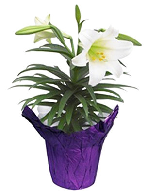 Easter Lily 4 Inch