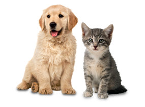 Pet Care: