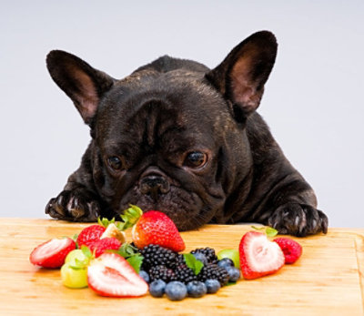 A dog smelling a variety of berries