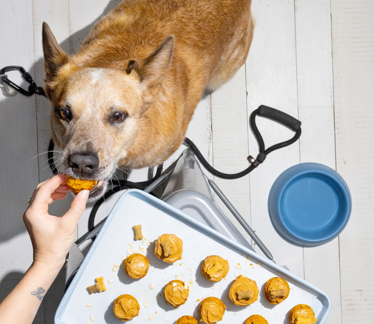 https://images.albertsons-media.com/is/image/ABS/dog-recipes?scl=1