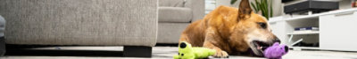 St Louis Blues  Pet Products at Discount Pet Deals