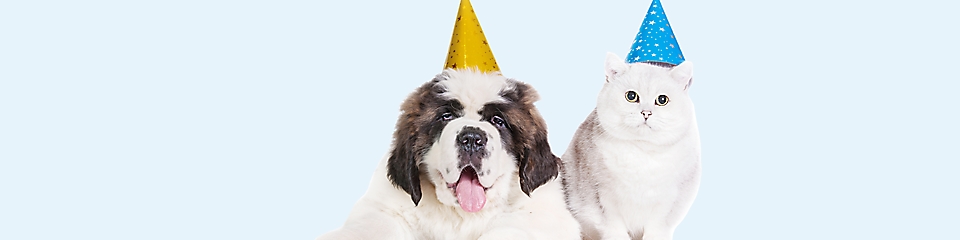 Dog and cat wearing party hats