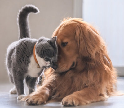 A dog smelling a variety of berries