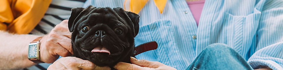 Person holding a black pug